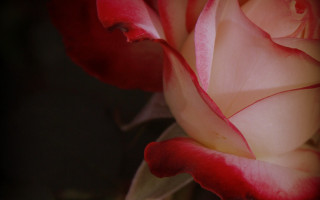 Red white rose macro shallow - a black background and a blurry background behind free wallpaper