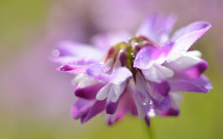 Purple flower water droplets bokeh - a purple flower free wallpaper