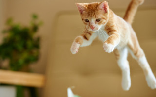 Jumping cat arabesque plant blurry - wide free wallpaper