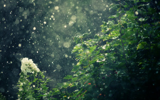 Tree leaves rain green background - a green background free wallpaper