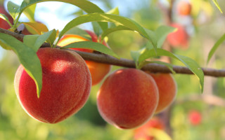 Branch fruit leaves blurry background - fruit free wallpaper
