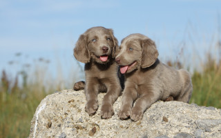 Puppies rock open mouth blue - two puppy free wallpaper