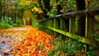 Path wooden fence leaves trees - a path free wallpaper
