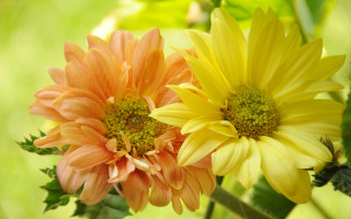Orange yellow flowers vase garden - a vase free wallpaper