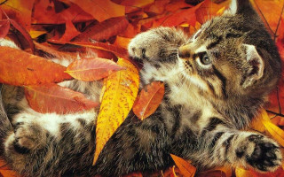 Cat leaves fall chippy autumn - the fall season free wallpaper