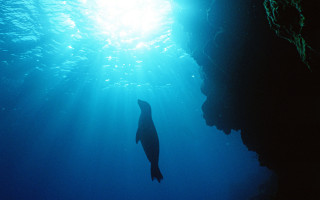 Seal ocean rocks sunlight scuba - naturalism free wallpaper