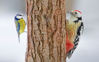 Two birds yellow blue red - the other free wallpaper
