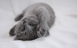 Grey kitten back white sheet - grey background free wallpaper