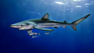 Shark fish ocean sunbeam blue - a sunbeam in the background free wallpaper