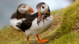 Birds fish grassy hill ecological - a grassy hill free wallpaper