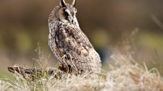 Small owl in grass bird - a small owl free wallpaper