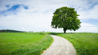 Tree field road single tree - depth of field free wallpaper