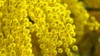 Yellow flower hanging bloom macro - pointillism free wallpaper