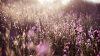 Purple flower field sunshine tiltshift - andor basch free wallpaper