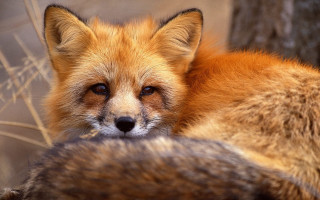 Fox closeup tree branch eyes - its eye free wallpaper