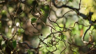 Branch leaves bird tree vines - de hirsh margule free wallpaper