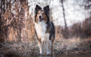 Dog woods smiling longhair tiltshift - his face free wallpaper