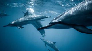 Dolphins ocean sun rayonism awardphoto - a sun free wallpaper