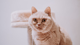 Sad cat on chair carlos 2 - a chair free wallpaper
