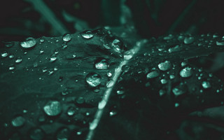 Green leaf water drops macro 60 - green background free wallpaper