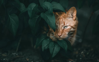 Cat hiding leaves blue eyes - animal free wallpaper for desktop