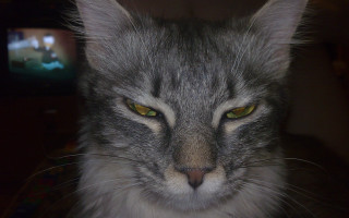 Cat yellow eyes tv person - tachisme free wallpaper