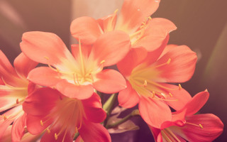 Orange flower vase still life - a vase free wallpaper