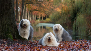 Shaggy dogs tree forest autumn - a tree in a forest free wallpaper