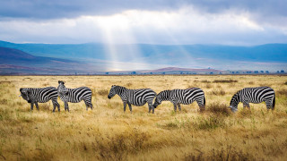 Zebras grazing mountains sunbeams outdoors - the sky free wallpaper