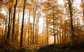 Dirt road autumn leaves fence - yellow leaf free wallpaper