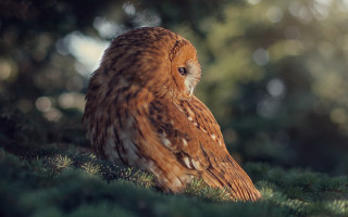 Brown owl green field bokeh - bright free wallpaper