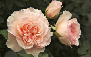 Pink roses garden blooming buds - two pink rose free wallpaper