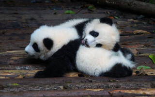 Panda ears rubbing cute outdoors - bian jingzhao free wallpaper