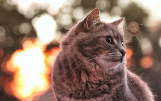 Cat forest fire light burns - a forest of trees free wallpaper