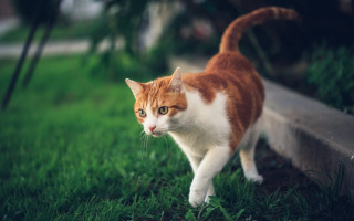 Cat park grass bench blurry - near free wallpaper