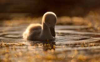 Ducks lake forest yellowflowers softlight - top of a lake next free wallpaper