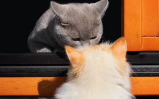 Cat window sill illusion shiba - another cat free wallpaper
