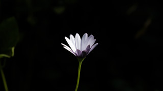 Flower macro backlighting green stem - a green stem in the foreground free wallpaper