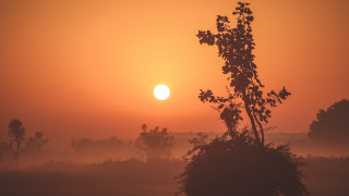 Tree sun fog autumn leaves - a tree in the foreground free wallpaper