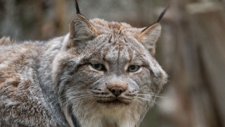 Cat long neck short ear - a long neck free wallpaper