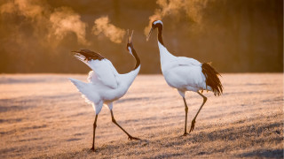 Cranes walking snow art photography - the snow together free wallpaper