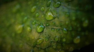 Green leaf water drops macro 38 - a green leaf free wallpaper