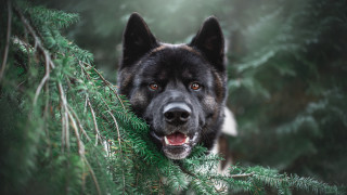 Dog peeking tree branch open - tongue free wallpaper