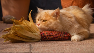 Cat laying corn cob flower - fine texture free wallpaper