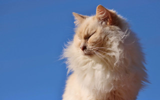 Fluffy cat closed eyes blue - this image free wallpaper