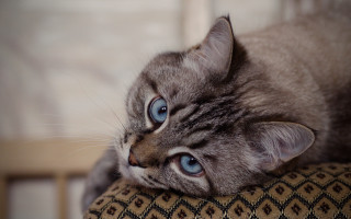 Curious blue eyed cat on 2 - curious free wallpaper