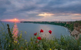 Sunset water redflowers cliff magicrealism - red flower free wallpaper