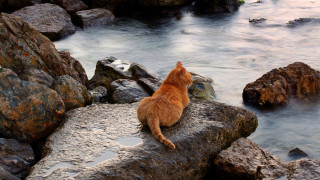 Cat rocks water mountains beach - the rock free wallpaper