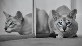 White cat blue eyes mirror 3 - david annand free wallpaper