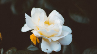 White lily yellow stamens rococo - petal free wallpaper
